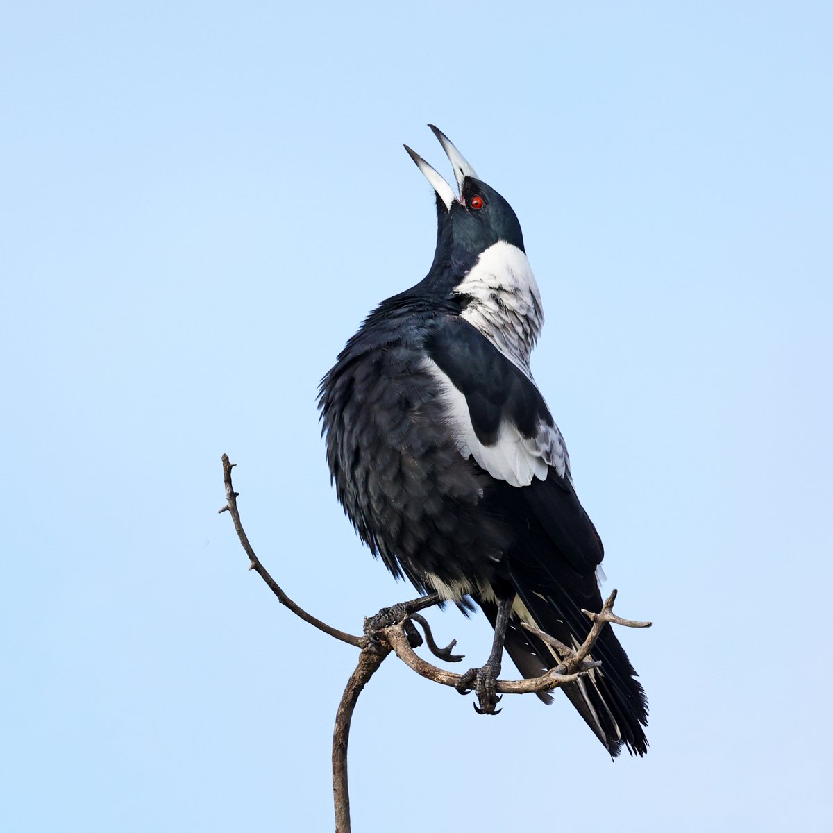 A magpie carolling at the Goolwa Barrage.
#BirdsSeenIn2024