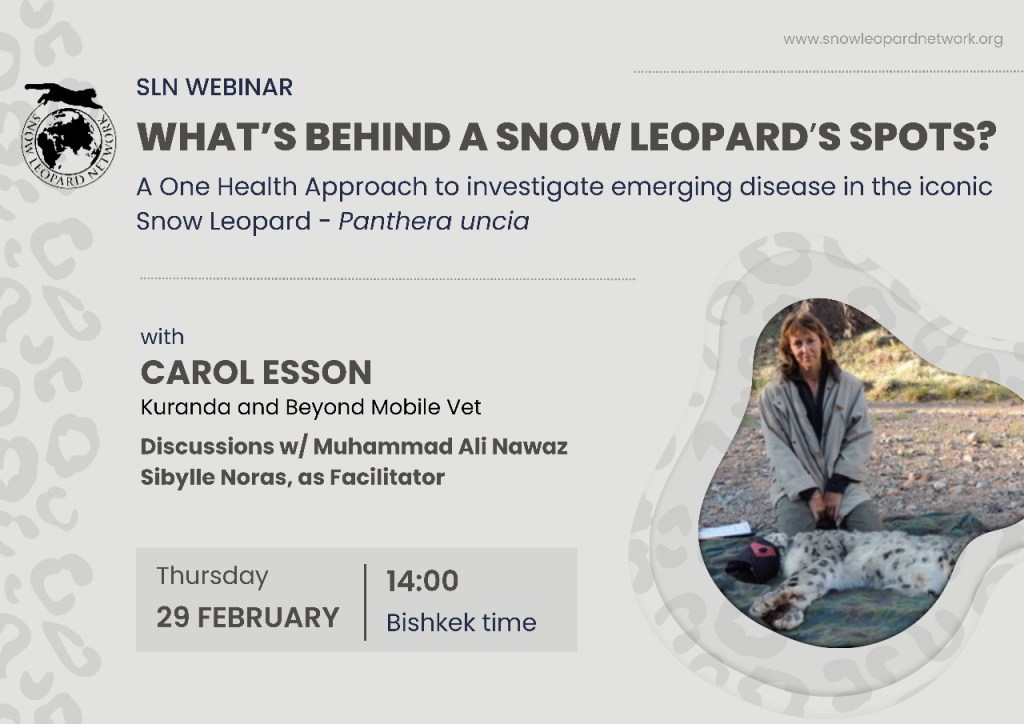 📽️ SLNs webinars are back, and we are happy to host Dr. Carol Esson for our very 1st 2024 meeting!! 🐆 Join us: 🗓️ Thursday, 29th February ⏰ 14:00pm Bishkek time bit.ly/49BrEe4 #OneHealth #snowleopard