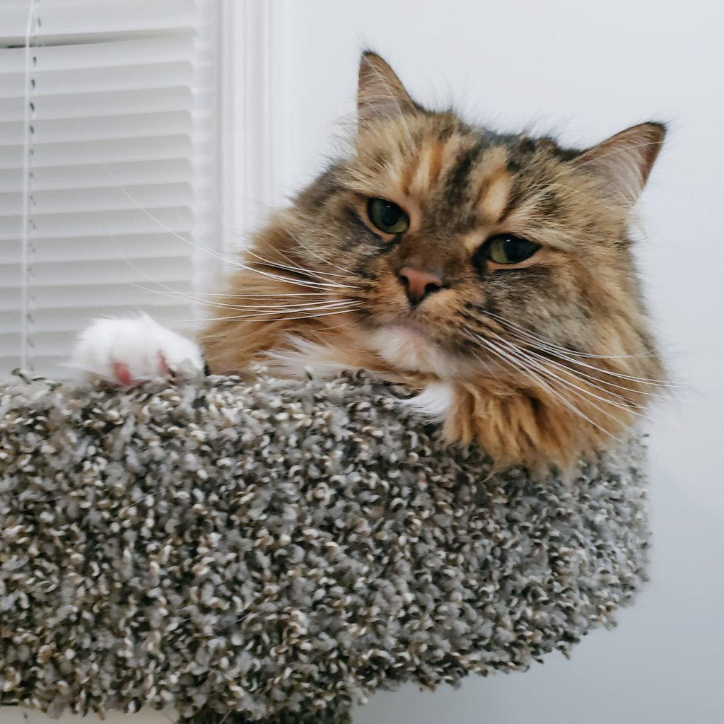 fluffybig_cats's tweet photo. Hello
#CatsOnX #cats https://t.co/B0JuUxA06y