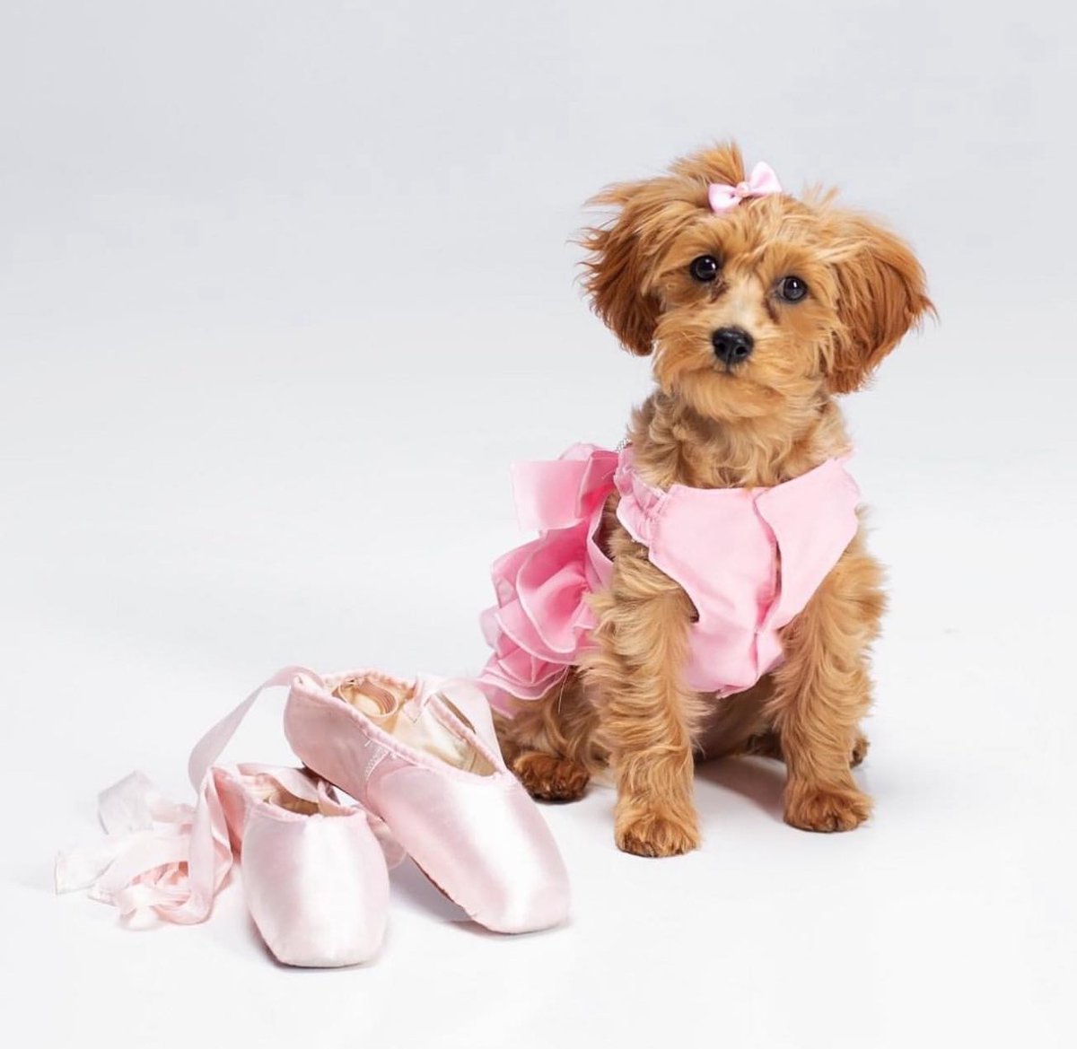 Dancers Love Dogs 

Miss Bailey Grace
Photo credit: @focalpointe_dancepix