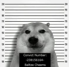 $SOGE It's DOGE, but on Solana! tweet media
