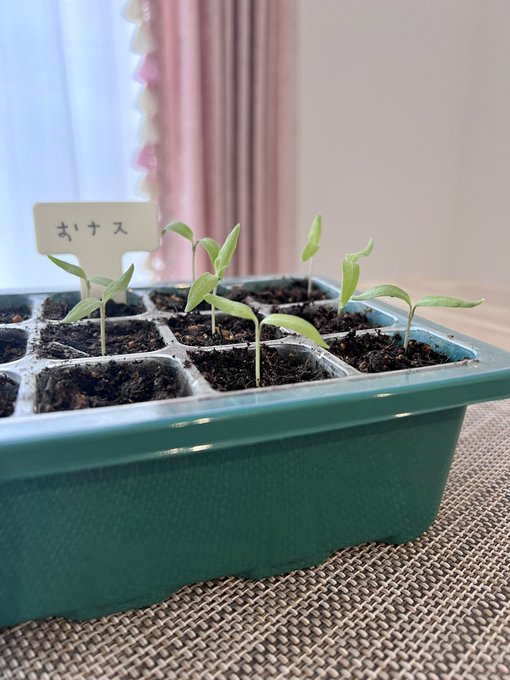 お茄子の🌱かわいい 夏に向けて育苗中ですっ https://t.co/wxqrWyhwJw
