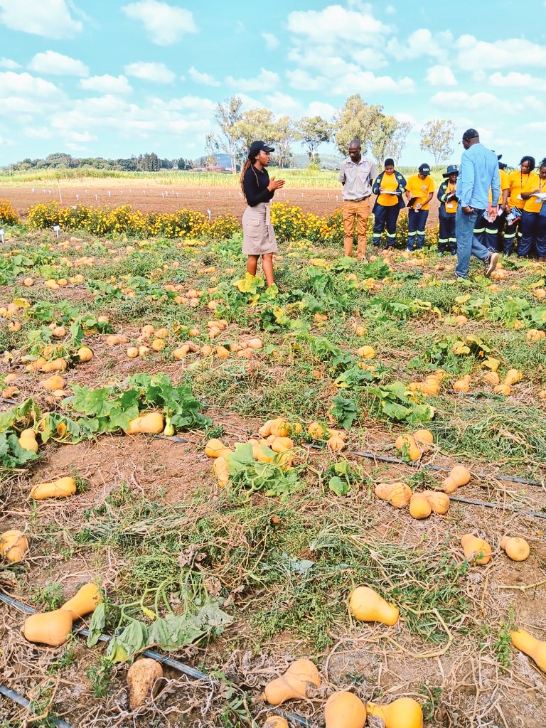 mucharedzeyi's tweet photo. Hybrid butternuts
They give more fruits per plant and good disease tolerance. More weight per fruit, they are sweet and a good shelf life. Varieties like Avalon, Prism, and Granite have proved to be the favorite of many customers. Call #mudumenwemari 0773 525 355 https://t.co/wYO7gMJ1U6