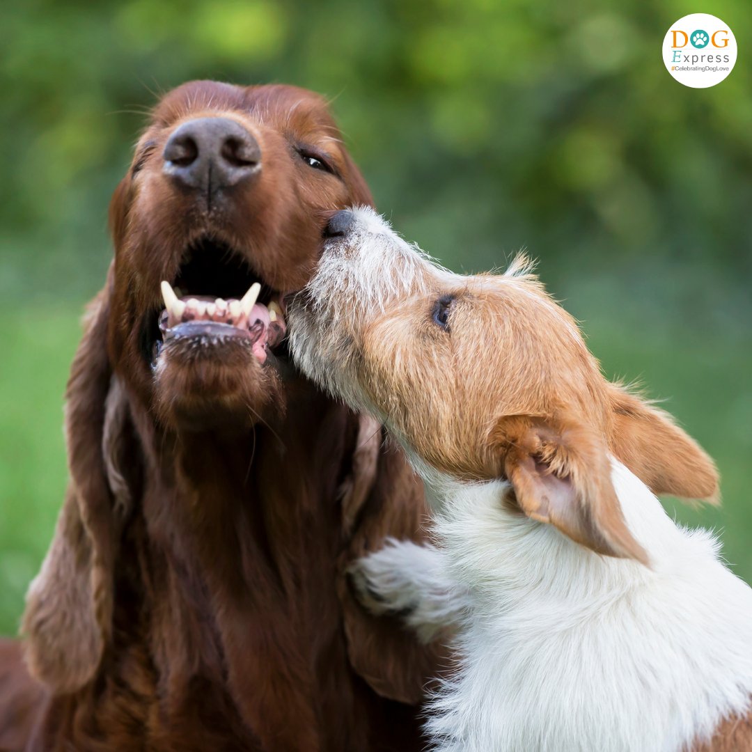 Dog_express's tweet photo. Dog kisses heal everything 😘
#Dogexpress #Celebratingdoglove #Doglovers #Dogowners #lovemydog #doglove #doglife🐾 #cutdog #dog #love #dogkissess #innocent #catchtreats #cutepics❤️ #dogsofinsta #dogsofinstagram https://t.co/hlAR80veHJ