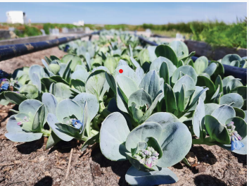 GlendGrace's tweet photo. oyster leaf, i thought it is only as seafood, can be with plants- halophyte. https://t.co/bGA8lGcX90