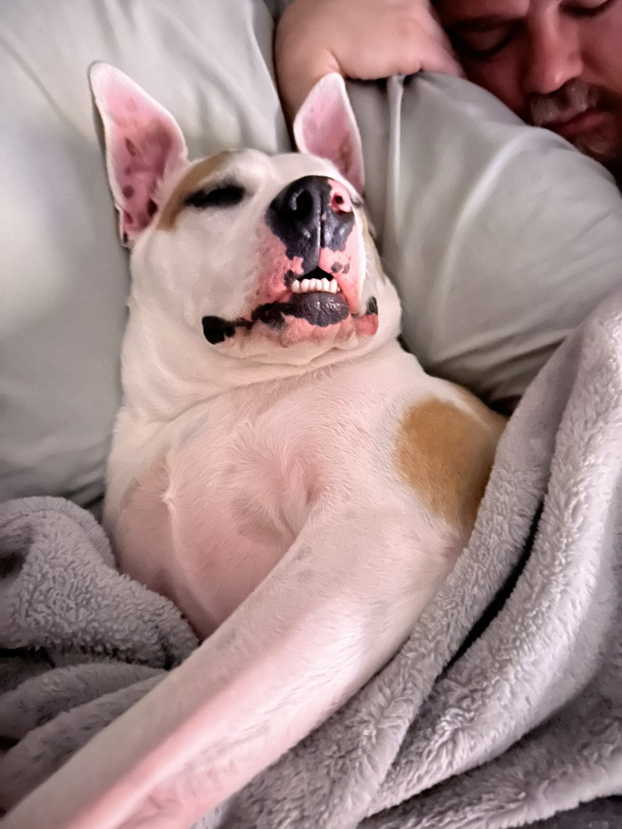 Happy 4th birthday to the sweetest pup-a-chino ronie man, my sweet bambino, the bestest Baboo there ever was. He’s the most handsomest B boppin boo bear in all the land. He collected his cheese tax, pupcup double shot of milk bones, cake and all the toys!!