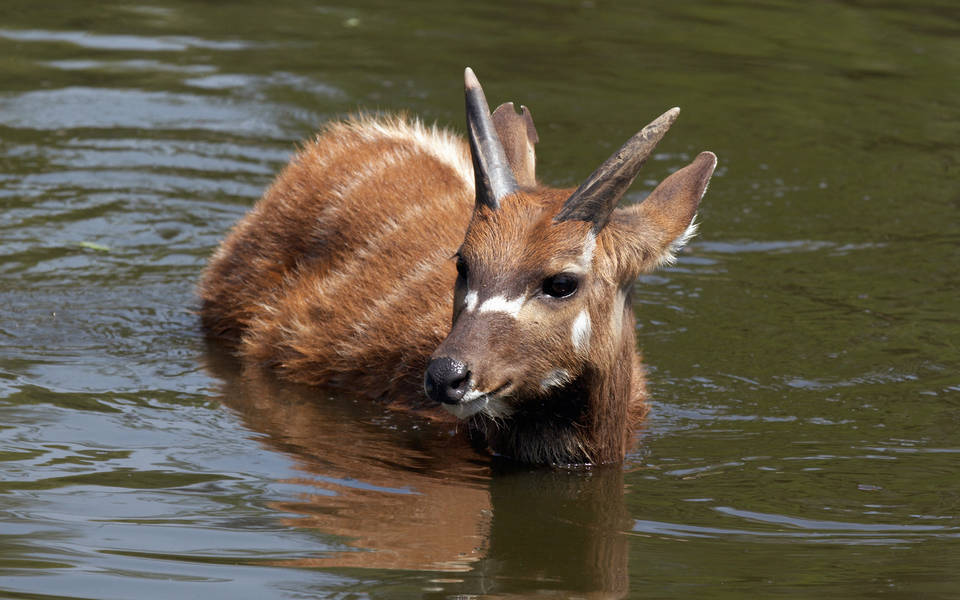 Dive into the fascinating world of the Sitatunga, a unique animal.This shy, semi-aquatic antelope gracefully navigates the murky depths of Kenya's swamps, providing a thrilling sight for nature lovers.For bookings 💌 info@tembeaafrica.co.ke
#tembeaafrica 
#magicalkenya
#wildkenya