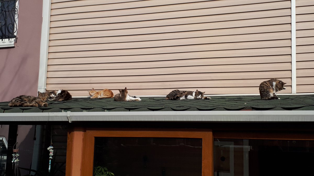 “Bir semtin sokak hayvanları sizden kaçmıyorsa, orada yaşayın. Çünkü komşularınız güzel insanlardır.”

Günaydın🐾sevgiyle🕊🌸