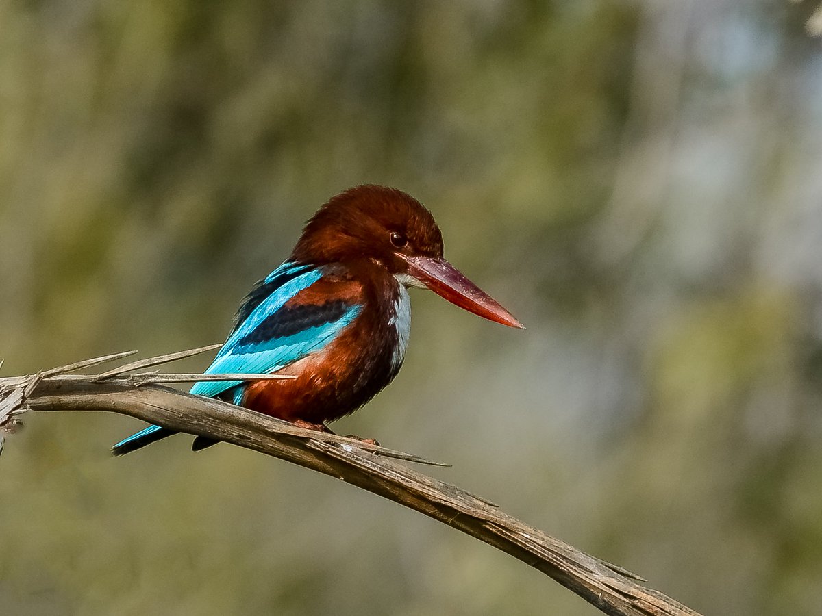 AtifTaj10's tweet photo. White-throated kingfisher
.
Sindh-Pakistan
@sindhwildlife @OrnithoPakistan @Britnatureguide @Dawn_News @DiscoverpakTv @extremeforests @GreenPkTV @Pakistaninpics @Natures_Voice #nikonphotography https://t.co/9CM60HfPmz