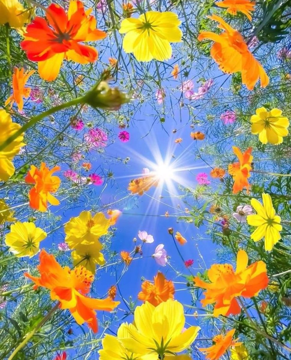Morning Followers 🌿🌼🧡🌸