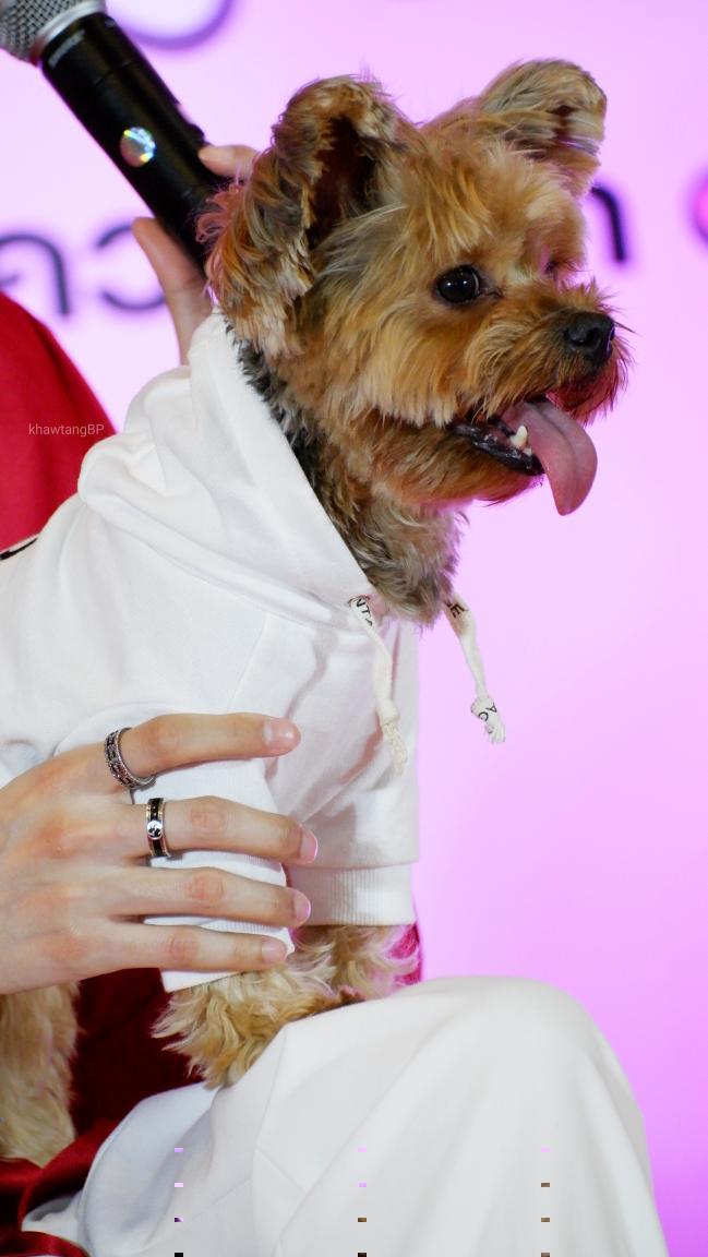 thegiant_1's tweet photo. เเอนท์ๆเเวะมาทักทายตอนเที่ยงฮ่ะ พิ้ๆอย่าลืมทานข้าวกันนะกั๊บ😃🐶

cr:รูป @KhawtangBP
#thegiant_1 https://t.co/pveyPLcrJE