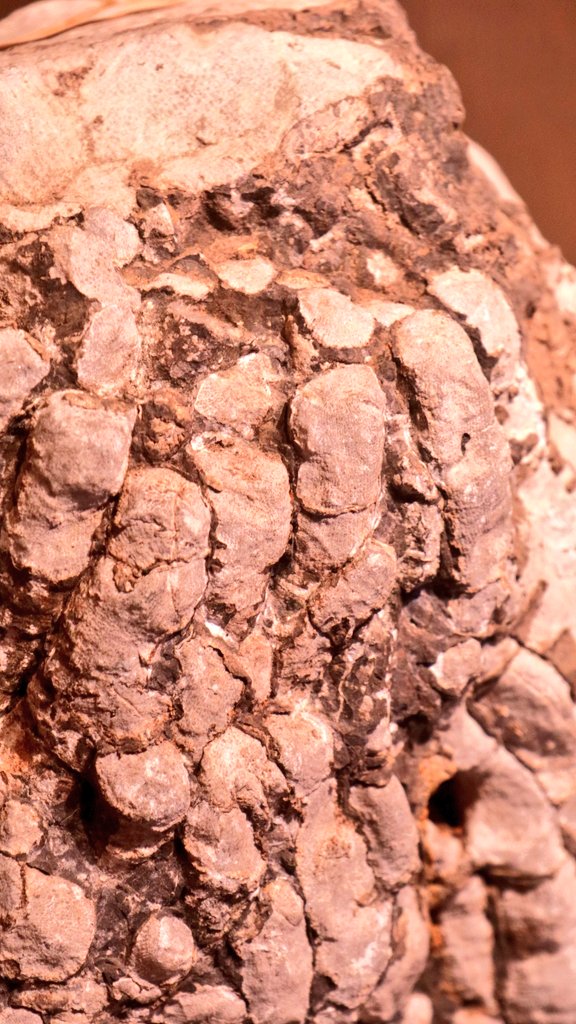 japtra's tweet photo. Fukuchi Onsen is a fossil producing area.  It is the oldest excavated item in Japan.  It is exhibited at "Mukashibanashinosato" and can be viewed for free.

#okuhidaonsengo #hidatakayama #shirakawago #fukuchionsen #hirayu #japaneselocal #japanesetraditional  #deepJapan #choza https://t.co/3bfcMmS0Xv