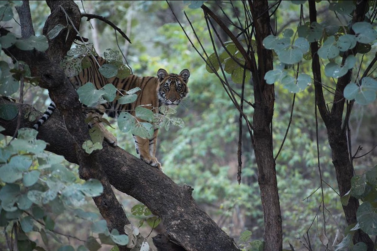 The view from the tree house 😊#TigersOnThursday