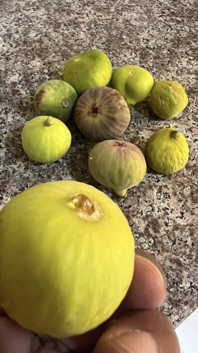 حنا علــي حكم الذي انزل التين
سبحان من يحي العظام الرميمه
بالارض نبتاً من جميع التلاوين
يسقيه ربي من هماليل غيـــمه 

#مساء_الخير #صباح_الخير 
#ValentinesDay #منخفص_الوبل 
#Perletti #اليوم_الرياضي_قطر #جنوب_لبنان #سلطنة_عُمان 
#الفيحاء_النصر #عيد_الحب #منخفض_المزر #تين #ظفار 🪴