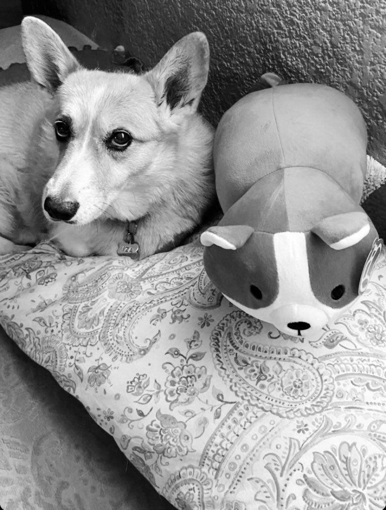 FuertesMau's tweet photo. "Dicen que los perros viven tan poco porque nacen sabiendo amar" 
Suerte en tu viaje güera 🙏🏻

Mención a @danielcelorio_ por excelente  frase. https://t.co/W6p0pS4aCM