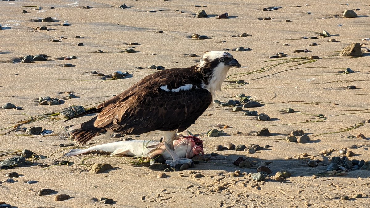 Osprey dining on fresh catch at Torrey Pines State Beach