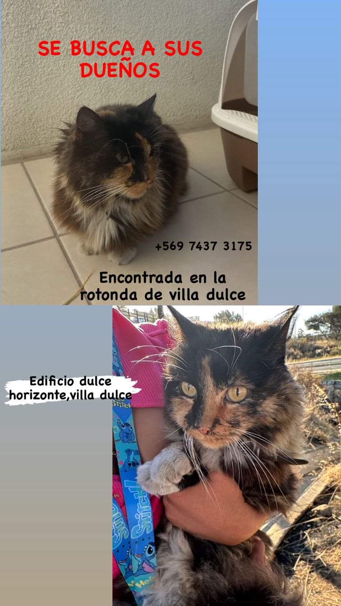 BrendaEtchegar1's tweet photo. Viña  Villa Dulce, éste minina  busca a su familia. Encontrada en la rotonda de V.Dulce 56974373175🙏🙏🙏 https://t.co/6XmUBNF3Ll