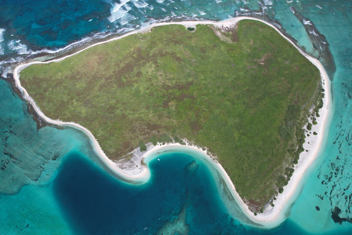 #discover Ile aux Goëlettes, is 1 out of 11 islands of the Farquhar Atoll. 🏝
This is a unique island without any tall trees. 🌴
The island gets its name from the large colony of Sooty tern – Onychoprion fuscatus (Golet in Creole).🐦
🎥William McNeely