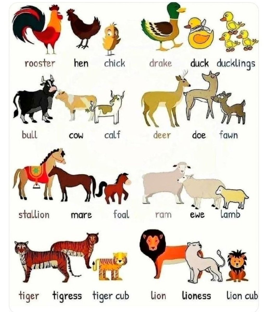 Animals & their babies.