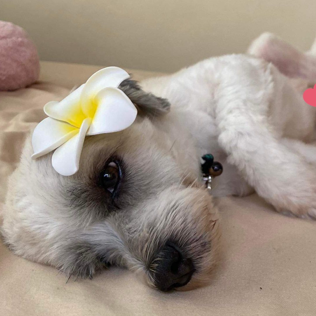 hahahannaaaah's tweet photo. 🌼🫶✨ https://t.co/lSnZ3UDaHJ
