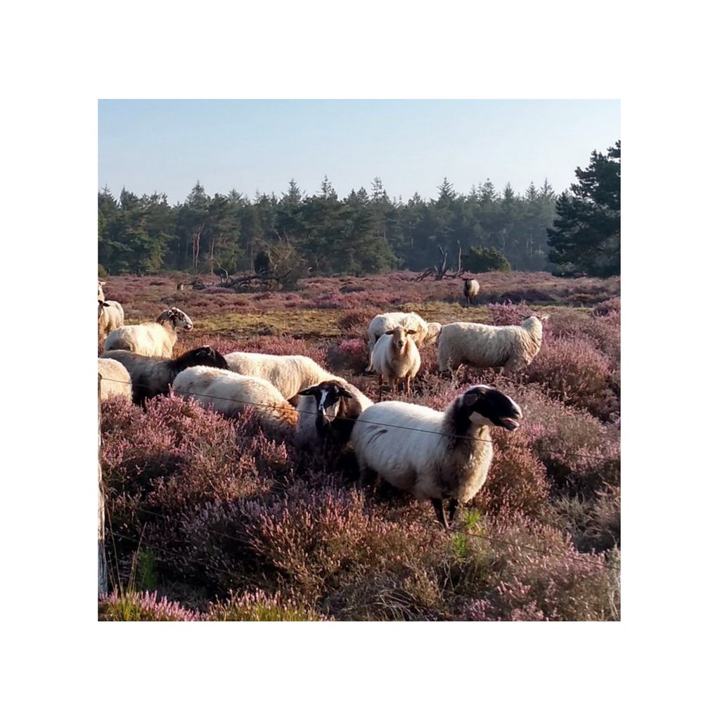 wikkelgoed's tweet photo. Het leven eindigen met een nieuw begin: opgaan in de natuur van een Natuurbegraafplaats.⁠ Elke maand delen we een van de natuurbegraafplaatsen in Nederland. Deze week: Natuurbegraafplaats Hoogengraven. https://t.co/ouky3LbE71