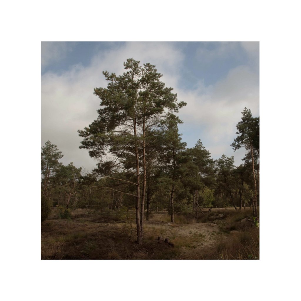wikkelgoed's tweet photo. Het leven eindigen met een nieuw begin: opgaan in de natuur van een Natuurbegraafplaats.⁠ Elke maand delen we een van de natuurbegraafplaatsen in Nederland. Deze week: Natuurbegraafplaats Hoogengraven. https://t.co/ouky3LbE71