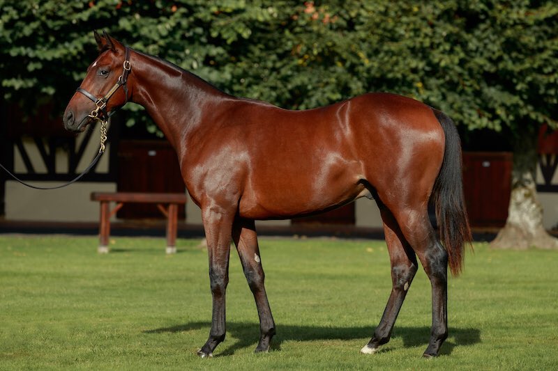 🇺🇸 𝗚𝗢𝗜𝗡𝗚 𝗖𝗢𝗡𝗖𝗘𝗥𝗡 wins 1st time out for Chad Brown and Klaravitch Stables. By #Kingman <a href="/JuddmonteFarms/">Juddmonte</a> Monceaux homebred in partnership with <a href="/LordshipStud/">Lordship Stud</a>, Langlais Bloodstock &amp; W. Mc Alpin. <a href="/InfoArqana/">ARQANA</a> grad.