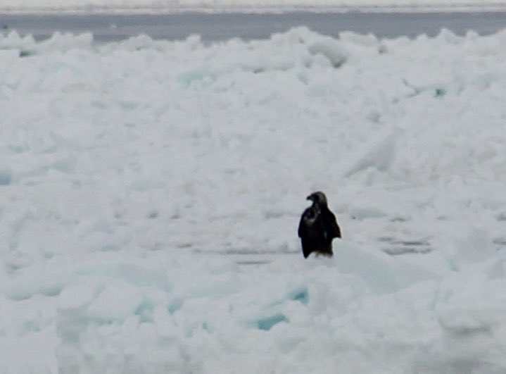 『流氷に乗る危険行為』と報道されてますが、私も以前に注意したことがあります。

　　　　　鳥でした…🦅

#お食事中に邪魔をしてスイマセン