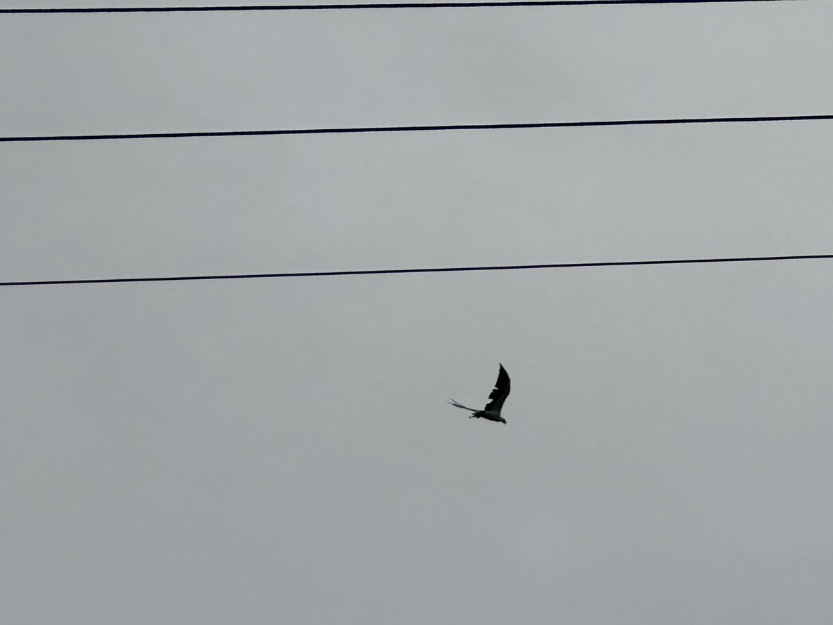ohsixoneoh's tweet photo. My #run #running got detoured by a #SeaEagle fishing; they love unsettled weather so I should have expected them to be here 

It caught two #fish in quick succession, took the first to a #Eucalyptus &amp; ate it; #Beeutiful #Bee rescue 1:2; the #track slippery &amp; bugs; #Amata courting https://t.co/qfrrVQkdX5