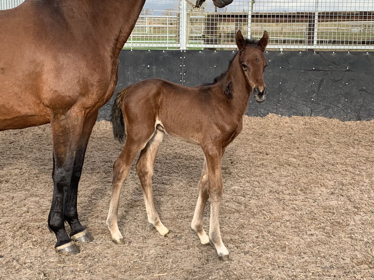 Another gorgeous looking foal for On A Whim as she foals a cracking bay colt on Tuesday evening by Lope Y Fernandez @NatStudStallion @WhitsburyManor