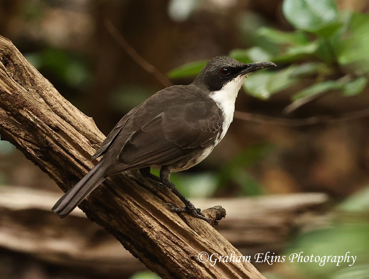 Evie &amp; my Lesser Antilles trip continues with a real mega in White-breasted Thrasher on Martinique.  Only found on Martinique and St Lucia.  Managed to see on both islands. IUCN Red List.  #BirdsSeenIn2024 #wildlifephotography #BirdsOfTwitter #birding