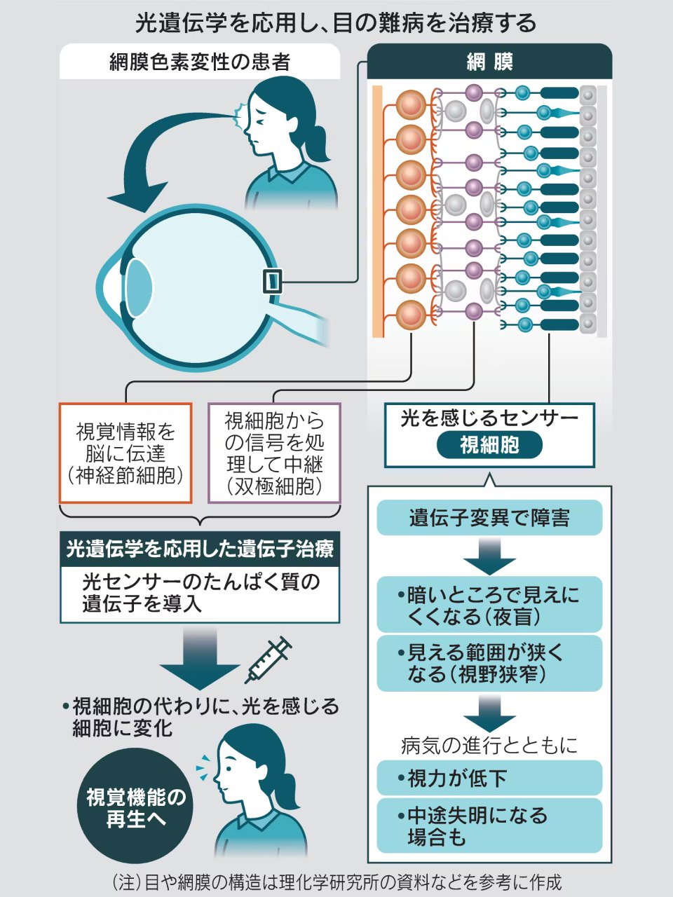 眼のサイエンス 眼疾患の謎