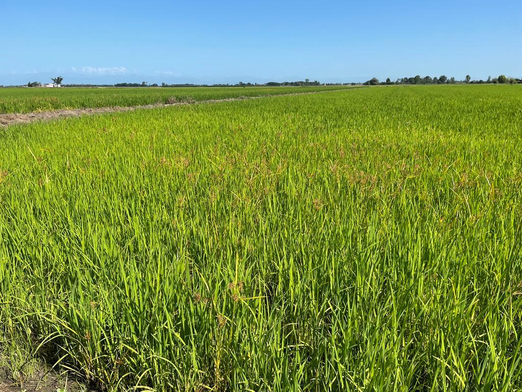 Riso Gallo is the first international brand in the sector to have undertaken the production of rice from #sustainableagriculture, making our premium best-selling risotto rices – Gallo Traditional Risotto, Arborio and Carnaroli – fully #sustainable. 🌍️♻️