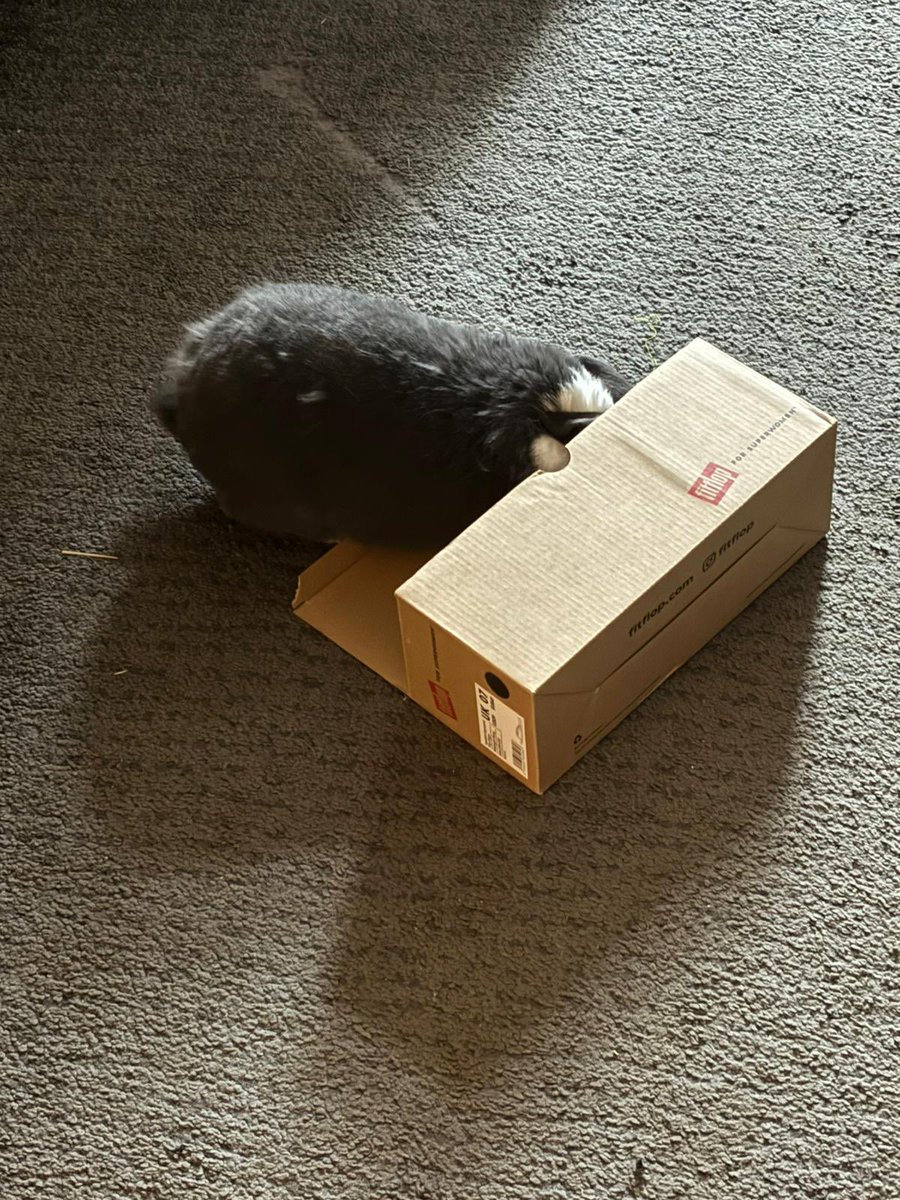 WafflesWillow's tweet photo. If I hide in this box, can I avoid the humans and their brush?! I am having a heavy de shed right now for sure #rabbits #floof #pets #bunnies # https://t.co/68WLP5S9vX