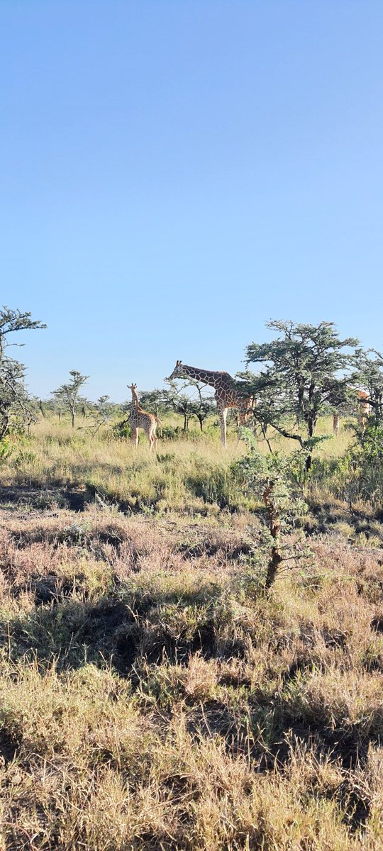 Just 2 weeks old..... umbilical cord still attached. Precious ❤️ <a href="/OlPejeta/">Ol Pejeta</a>