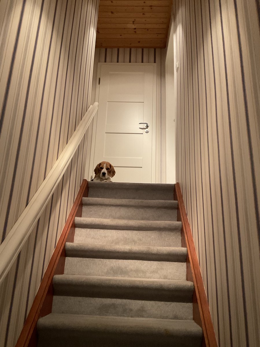 deixes's tweet image. Stille Treppe...

#NaughtyStep #beagle
