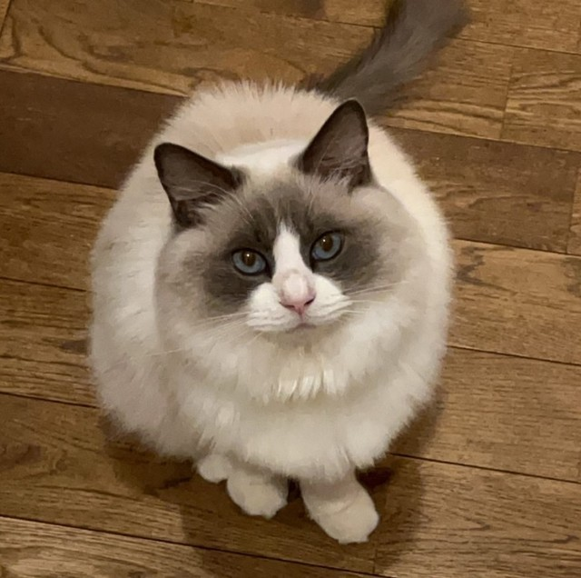 ライブドアニュース tweet media