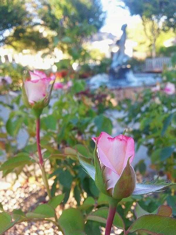 gulfad's tweet photo. عِشق اُجرت طلب نا تھا ورنہ
ہم تیرے دٙر پہ نوکری کرتے
#ValentinesDay #LoveIsBlind #AliAminGandapur #DMDValentinesLive2024 #ChiefsParade #Perletti #FarmerProtest2024 #PSGRealSociedad #Bitcoin #farmerprotests2024 #PakistanElections2024 #Pakistan #Love https://t.co/W7ELo5ltiV