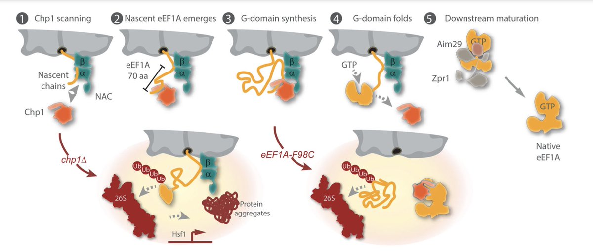 Very happy to share our latest findings: A novel chaperone – Chp1 – functions at the ribosomal tunnel to safeguard the biosynthesis of abundantly expressed eEF1A. Great collaboration with <a href="/BukauLab/">Bukau Lab</a>
 <a href="/hauryliuk/">Vasili Hauryliuk</a> and many others! rdcu.be/dyFTI