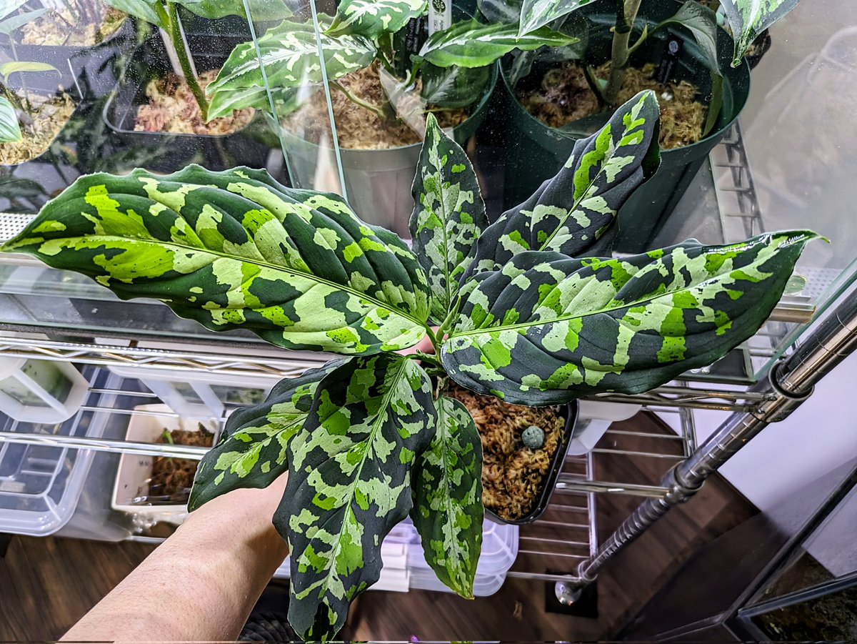 Aglaonema pictumちゃんぷーるfrom P.Pade【AZ0421-1】 アグラオネマ