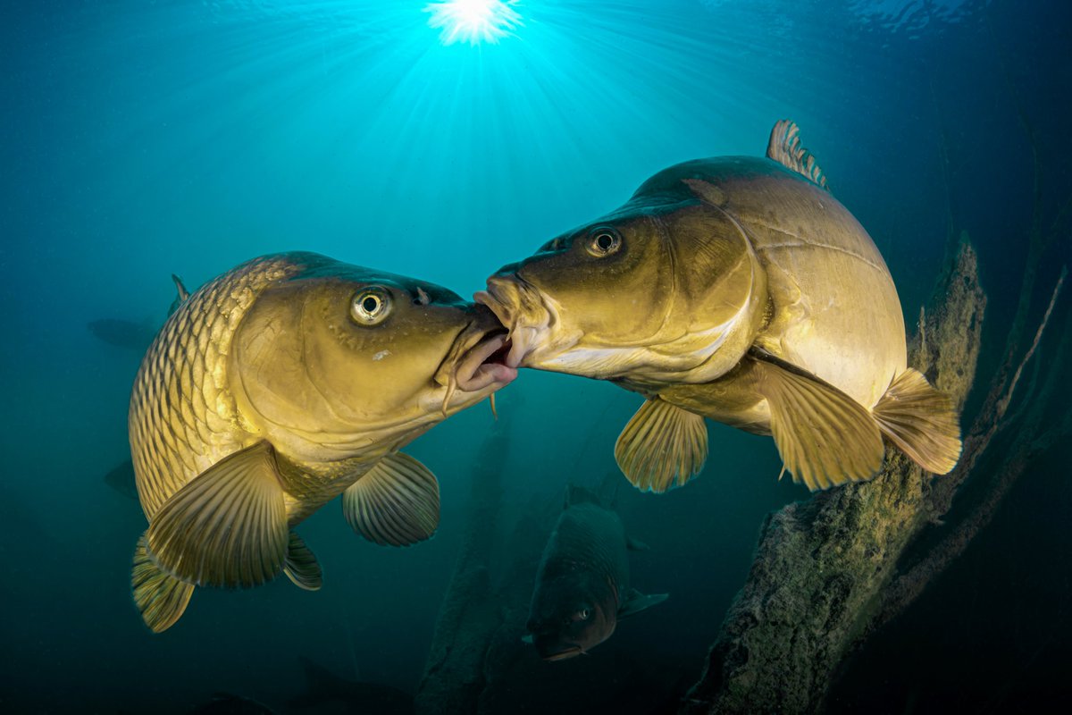 Happy Valentines Day!! We all need to take a page from these fish's book :)

🌊Ocean Art 2023, 4th Place, Cold Water! 🐳
🐋 Carp Love by Ferenc Lorincz
📷Location: Čierna Voda, Slovakia
Camera: Nikon D850
Lights/Strobes: Dual Ikelite DS-160 II Strobes