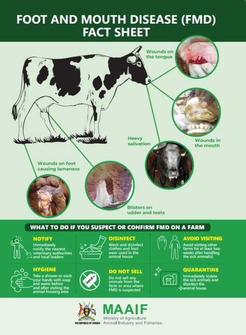 Karimunda_Jose's tweet image. Avoid visiting other farms for at least two weeks after handling the foot and mouth infected animal(s).
Avoid moving cattle from one farm to another.
#FMDControlUG #UCE2023 
#UgMoving4wd
