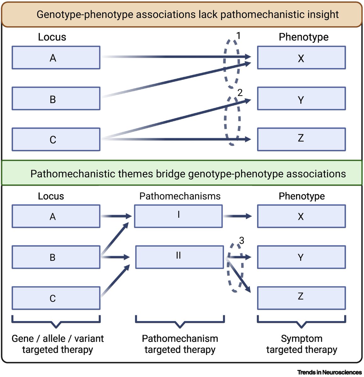 Proud to share our latest contribution in Trends in Neurosciences!
"Enhanced focus on pathomechanisms and uniting cohorts of patients with different neurogenetic disorders could increase effectiveness of diagnosis, scientific discovery, and therapy design"
sciencedirect.com/science/articl…