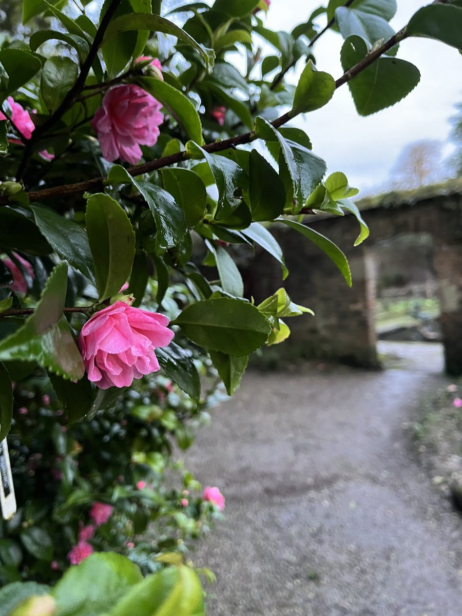 Morning, with me on #mycommute is an annual disappointment! Camellia ‘Fragrant Pink’ does just one part of its name…it’s definitely pink! As for fragrant…Not that I can smell (could just be me but I’m not known for being wrong on anything!🤔😱😎😂😂) 
<a href="/RCM_Group/">Rhododendron Camellia & Magnolia Group</a> <a href="/CwllGardenSoc/">Cornwall Garden Society</a>