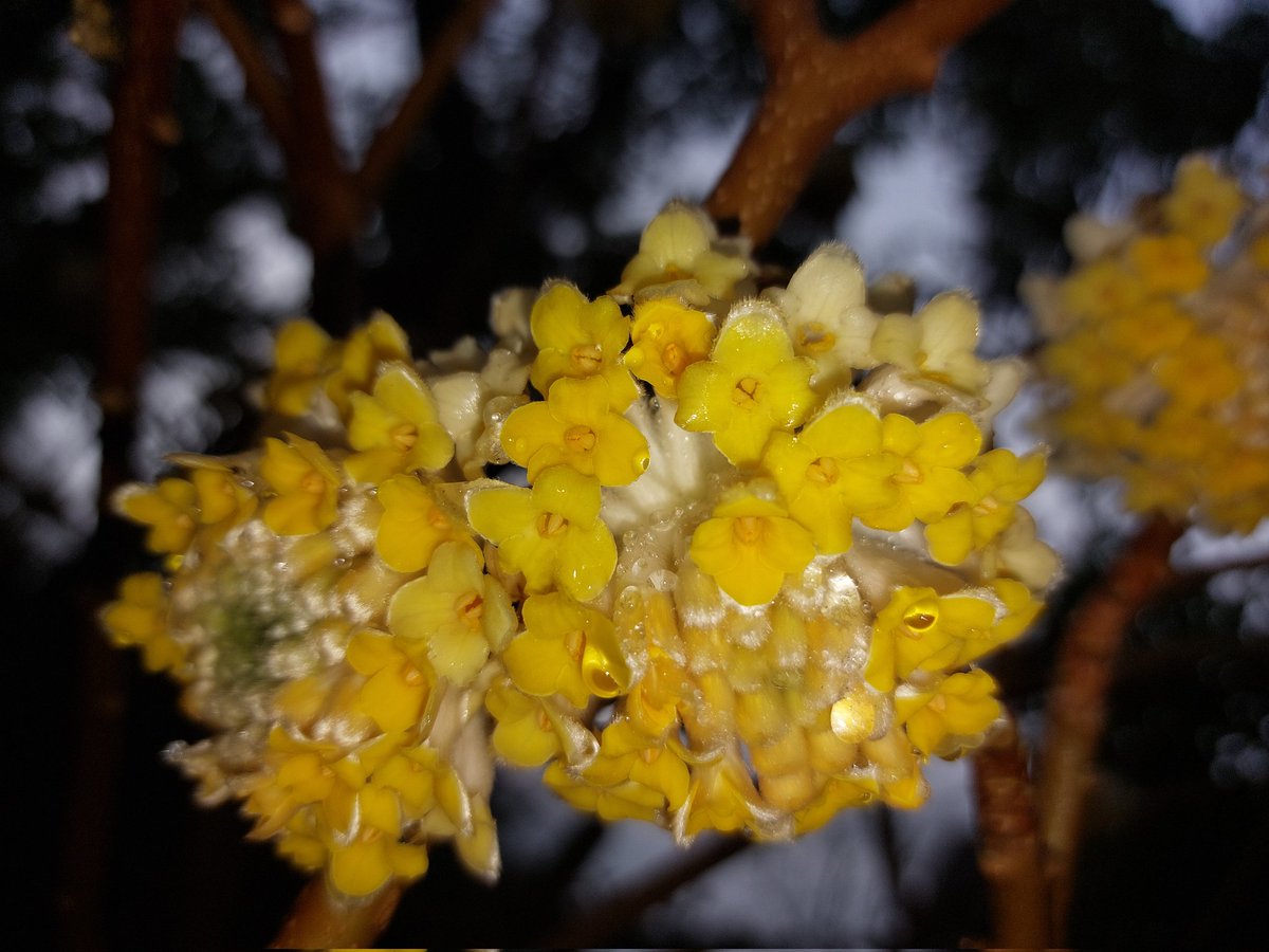 Painfully early start to my day on site....cheered up by fabulous scent of edgeworthia in the drive!