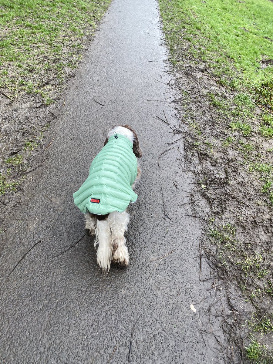 SpanielsSuper's tweet photo. Mum bought me a beautiful snuggly duvet coat because I have been feeling the cold
I love it ๐ฅฐ
Dad said I look like a crocodile ๐
#HowVeryRood https://t.co/YXzbF4n7f1