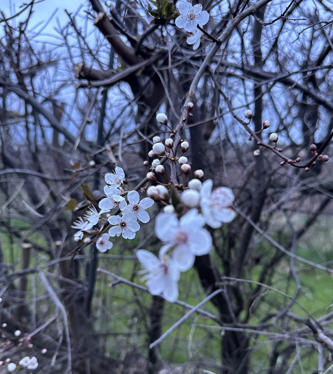 IrisesSeagate's tweet photo. Spring isn’t a million miles away! Oh I hope it brings some drier weather with it! 🤞 #firstblossom #springtimevibes #lookingforward #notlongnow #springvibes #febuary2024 #lincolnshire https://t.co/c3mQ6daQXf