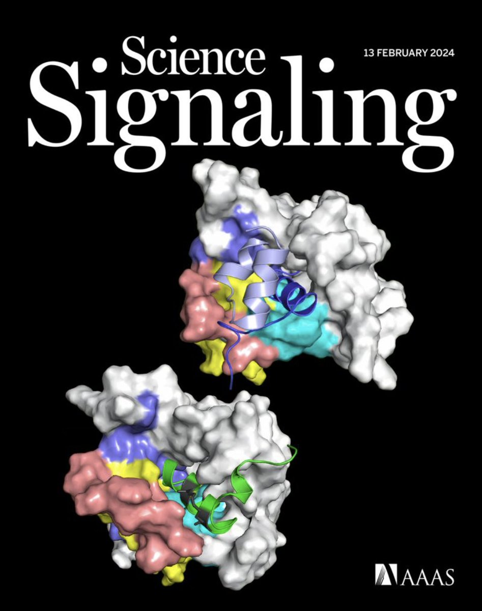 This week’s issue of #ScienceSignaling has arrived! Experiments demystify the phenomenon of biased signaling by an important regulator of physiology, a study shows how specific locations within cells can shape biased signaling, and more.

Read more: scim.ag/5Rd
