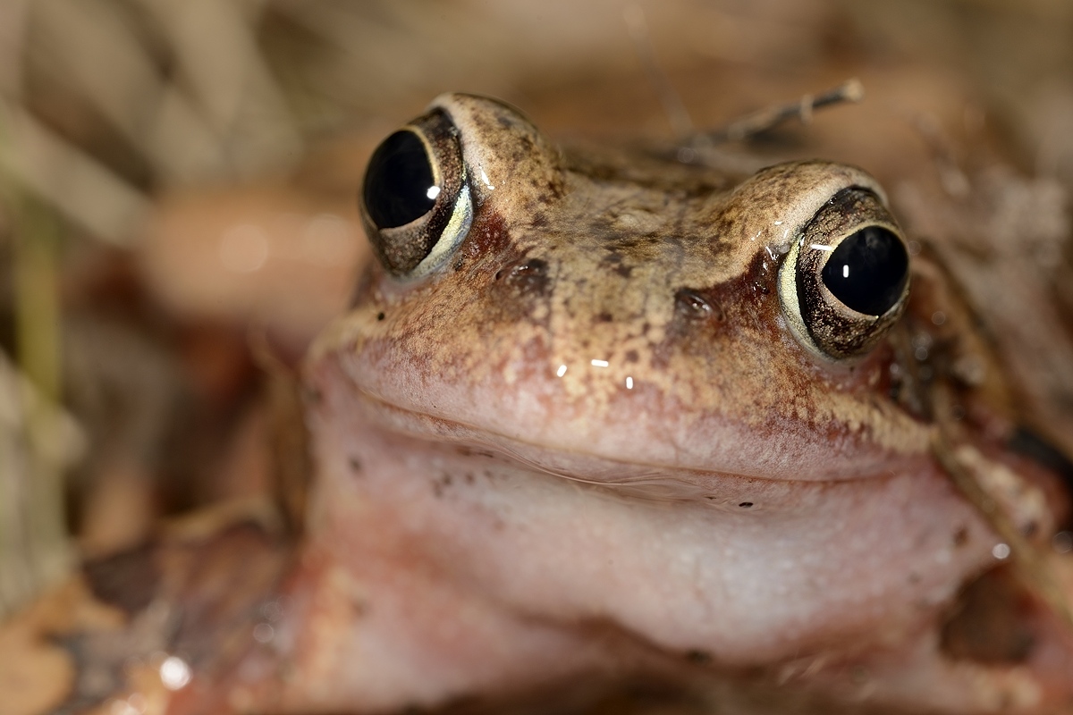 Die Amphibien haben aufgrund der warmen Temperaturen und feuchten Nächten dieses Jahr frühzeitig ihre Wanderung begonnen. Mehr zu den Massnahmen der Stadt und zum Schutz der Tieren erfahren Sie hier: stadt.winterthur.ch/gemeinde/verwa…  #winterthur