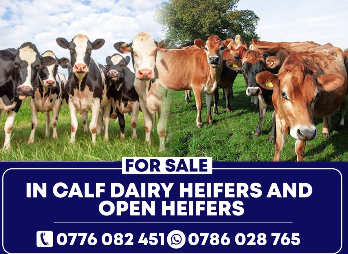 Mafuro Farming tweet media